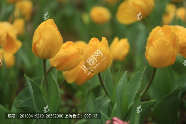 郁金香