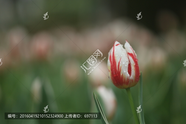 郁金香