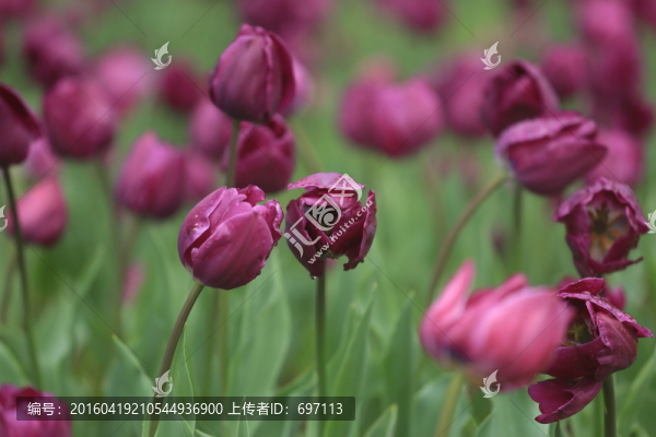 郁金香