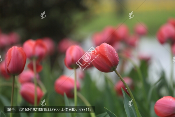 郁金香