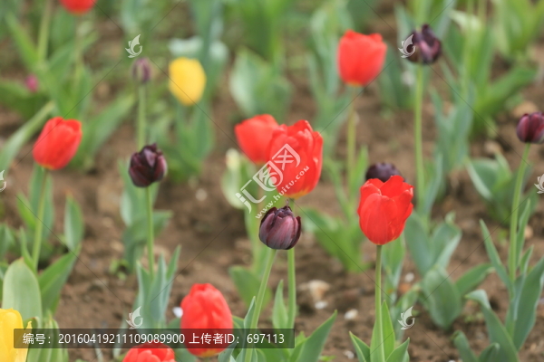 郁金香