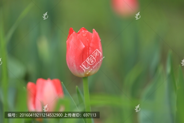 郁金香