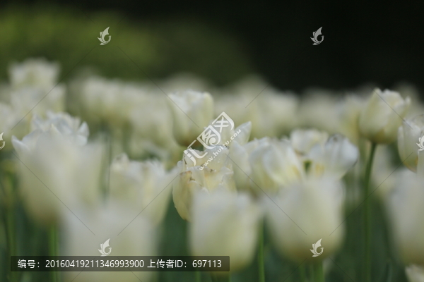 郁金香