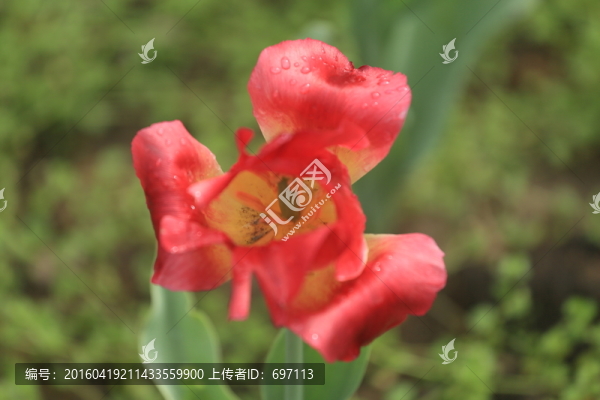郁金香