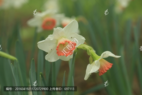郁金香
