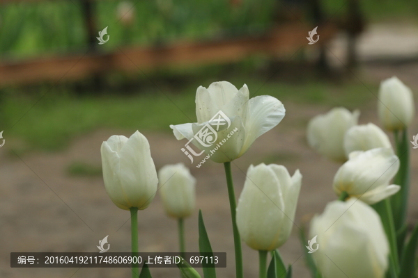 郁金香