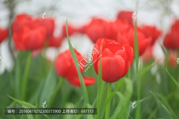 郁金香