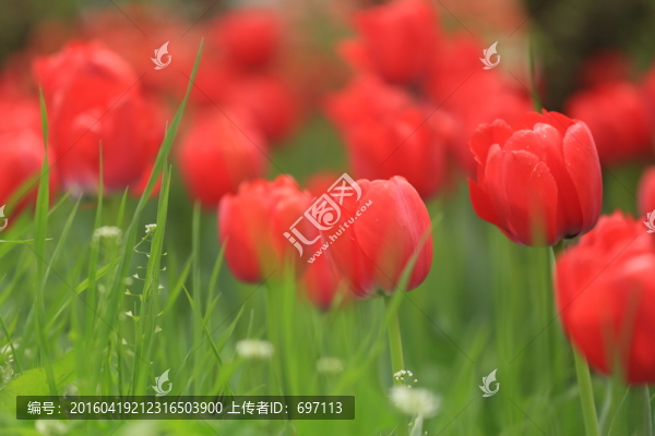 郁金香