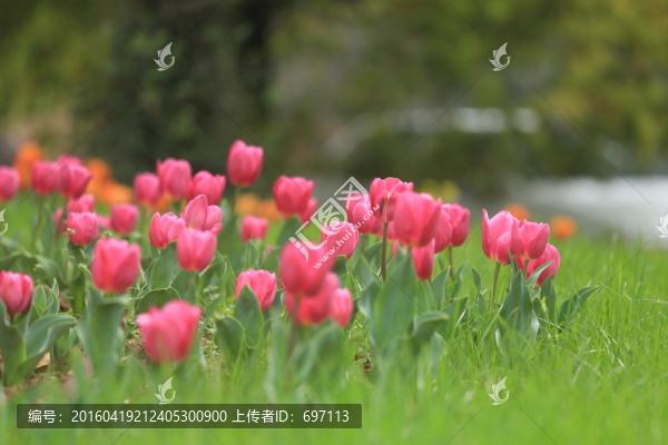 郁金香
