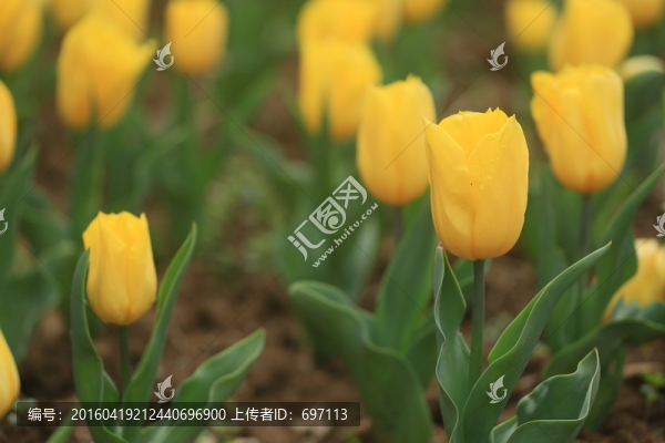 郁金香