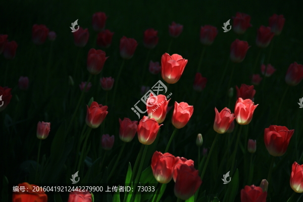 郁金香