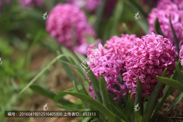 風(fēng)信子