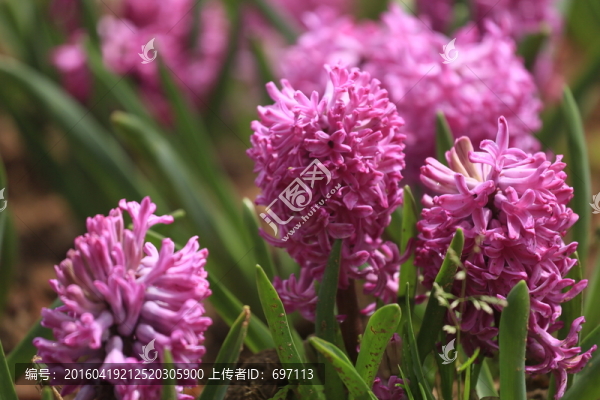 風(fēng)信子
