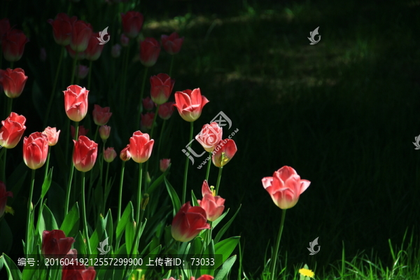 郁金香