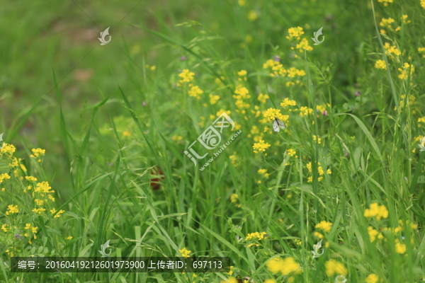 黃花