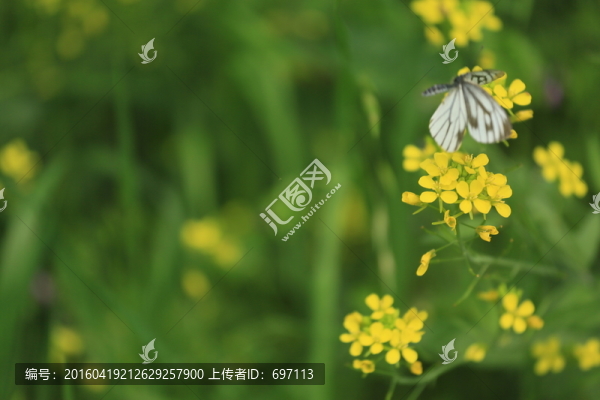 蝴蝶