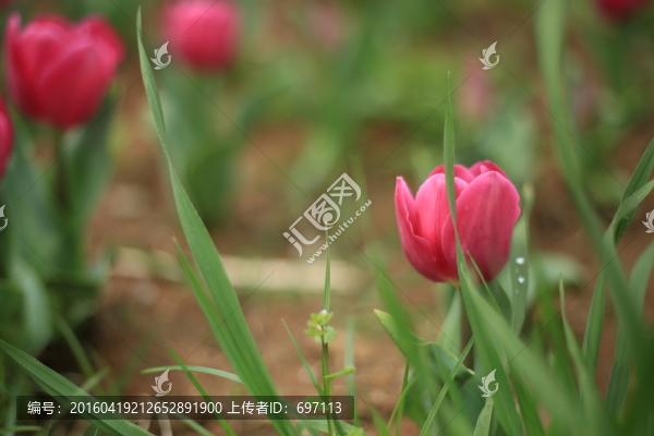 郁金香