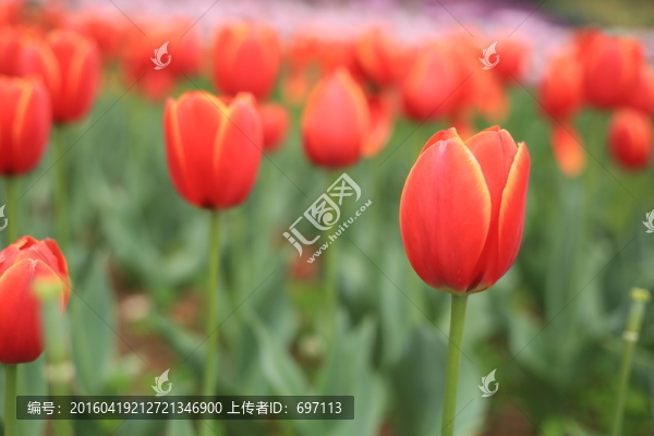 郁金香