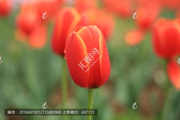 郁金香