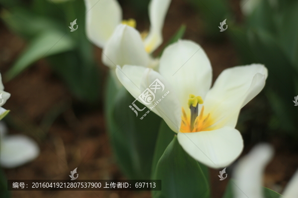 郁金香