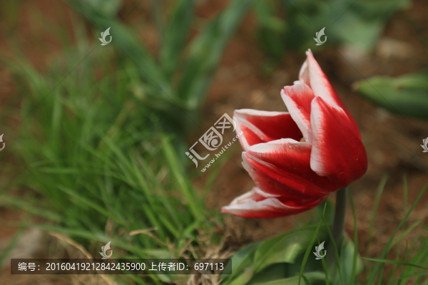 郁金香