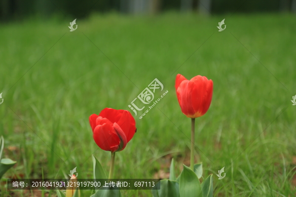 郁金香