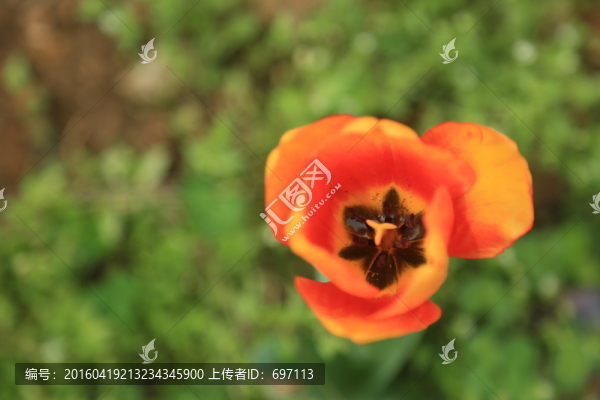 郁金香