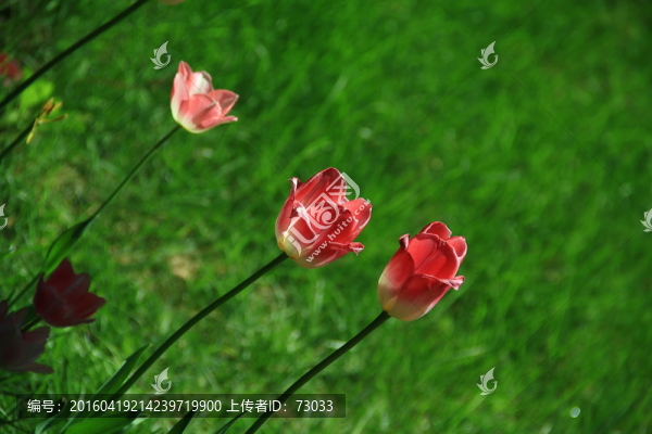 中山公園郁金香