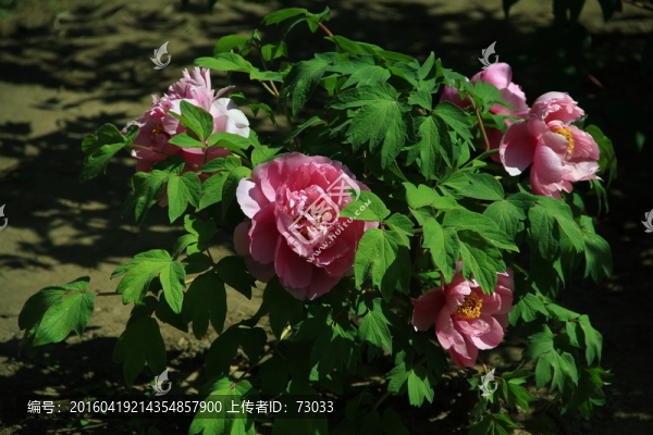 牡丹花