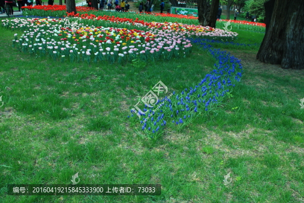 郁金香