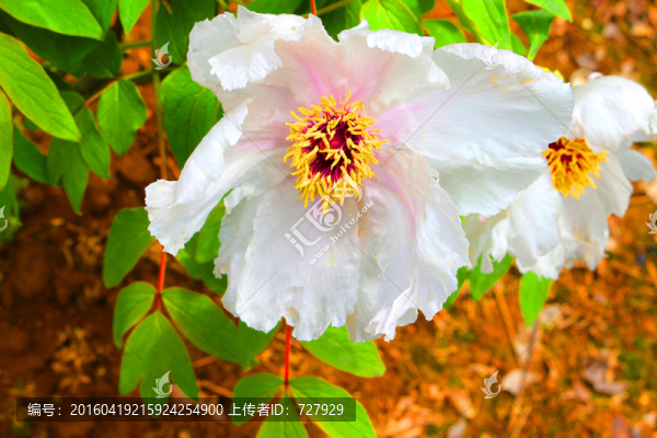白牡丹花