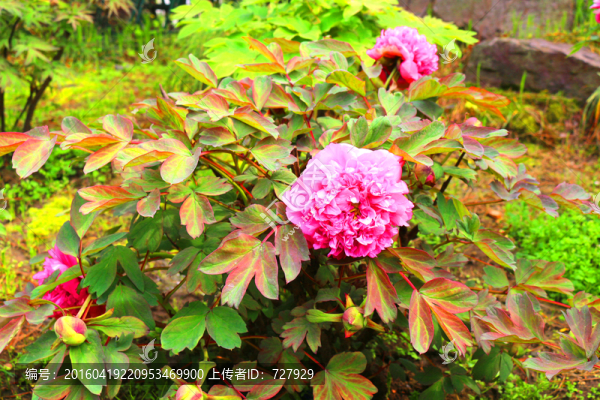 牡丹花植株