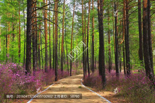 杜鵑森林小路