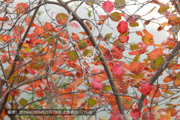 金秋紅葉