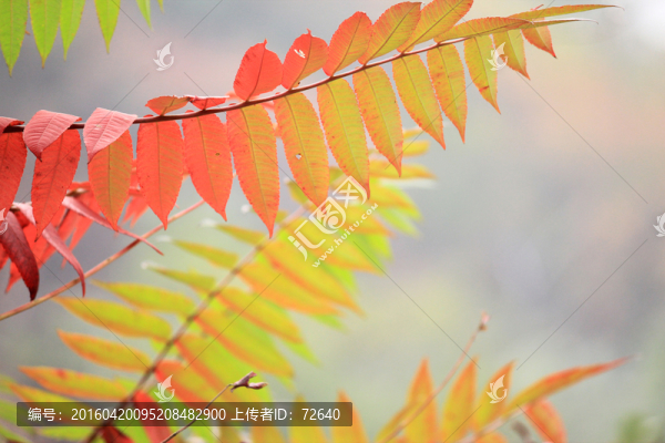 紅葉