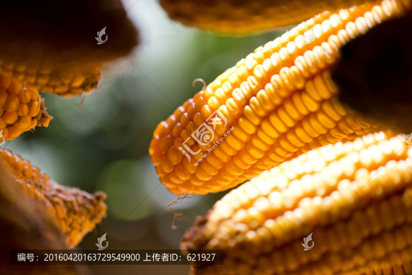 金黃玉米