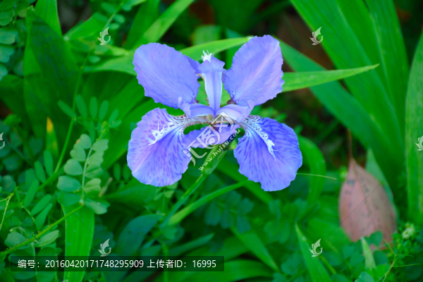 蘭花