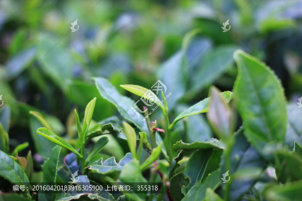 茶葉茶樹采茶