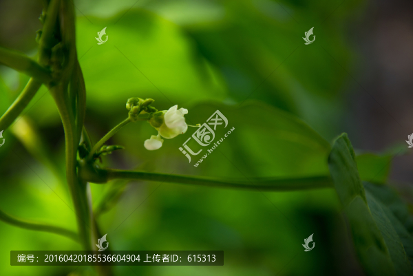 豆角花,扁豆開(kāi)花