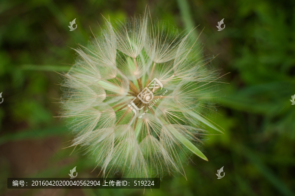 蒲公英