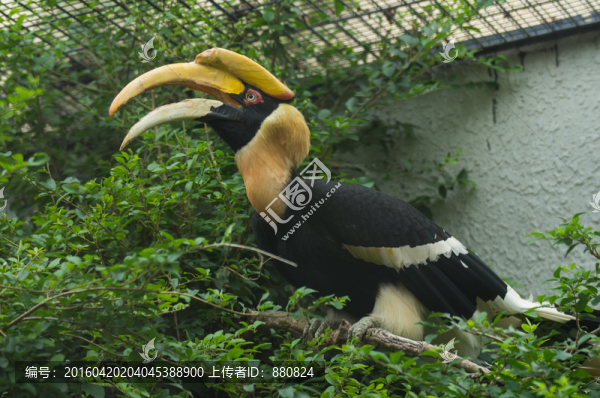 犀牛鳥