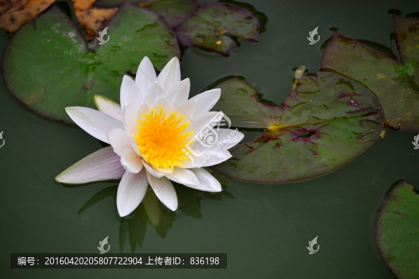 睡蓮