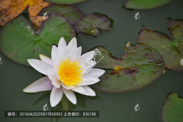 睡蓮