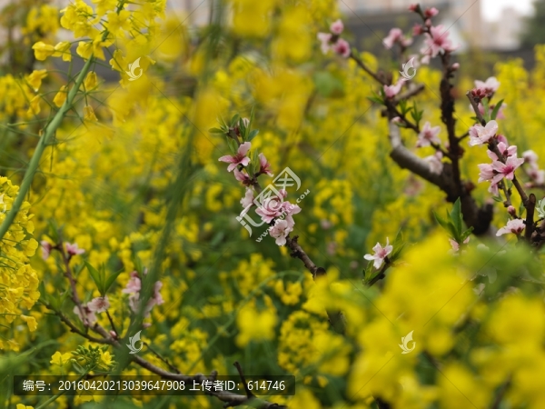 桃花盛開的地方