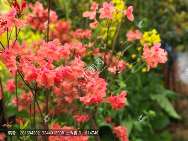 紅花