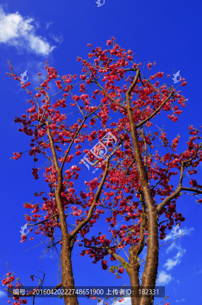 藍天下紅櫻花