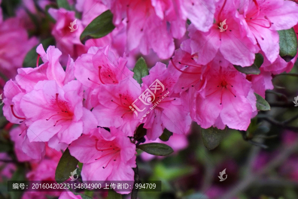 杜鵑花