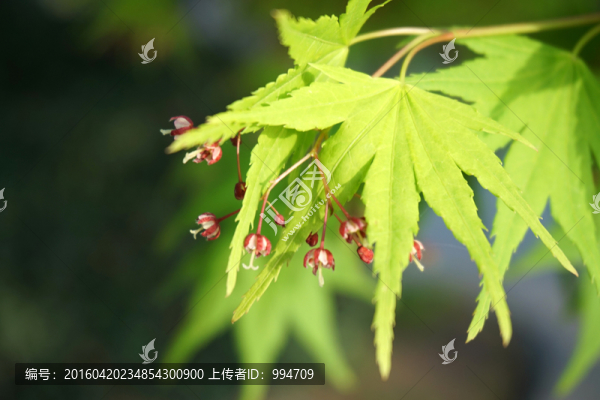 雞爪槭
