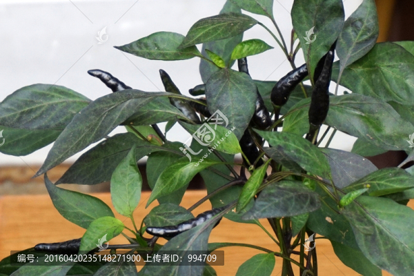 辣椒