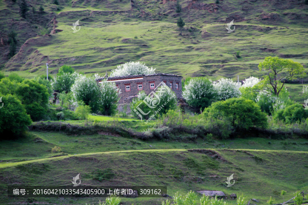 新都橋樹(shù)木